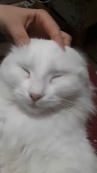 Массаж головы #2022 #funnyvideo #cat #subscribe #подпишись