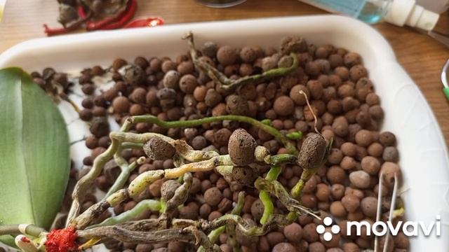 04.04.2025.КОРНИ СГОРЕЛИ И ВЫСОХЛИ, СБРАСЫВАЕТ ЦВЕТЫ,ПЕРЕС?