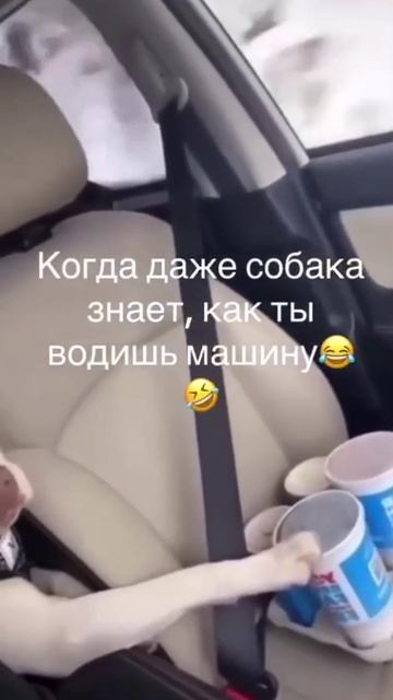 даже собака знает как ты водишь