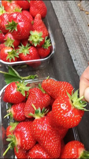 очередной сбор клубники 🍓🍓🍓
