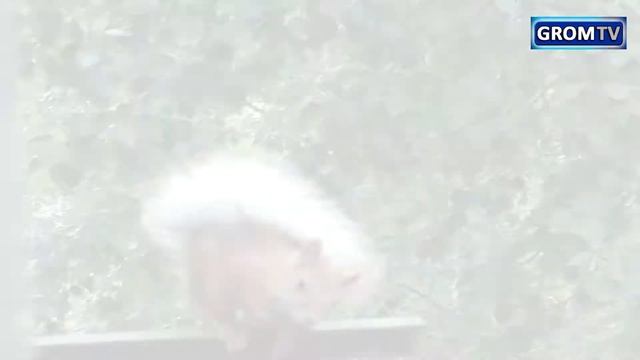 Когда пришла белка...