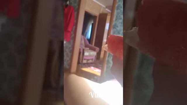 #крым#голод#тойтерьер#прикол Той ест арбуз))