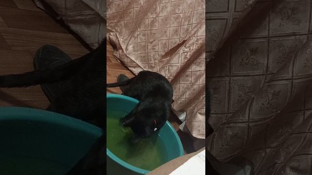 мой кот играет с водой