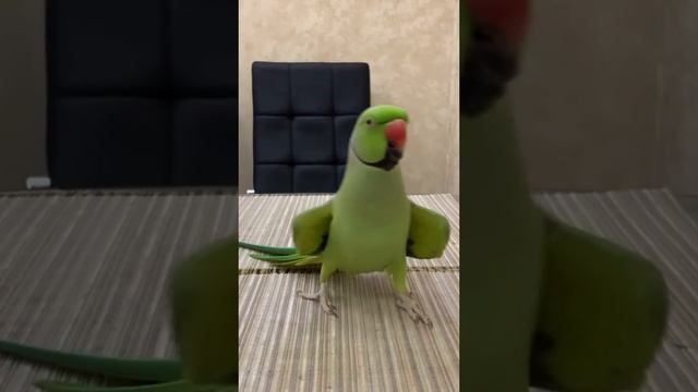 Попугайчики   🦜 🦜 🦜