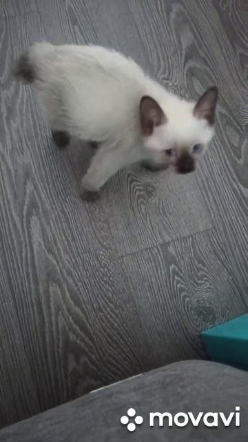 Феня #ятигр #приколысживотными #феня