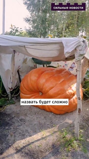 Самая большая тыква Беларуси