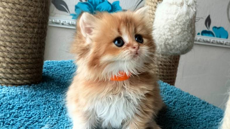 Кошечки шиншиллы шоколадное золото