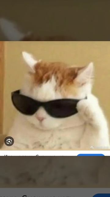 котыки
