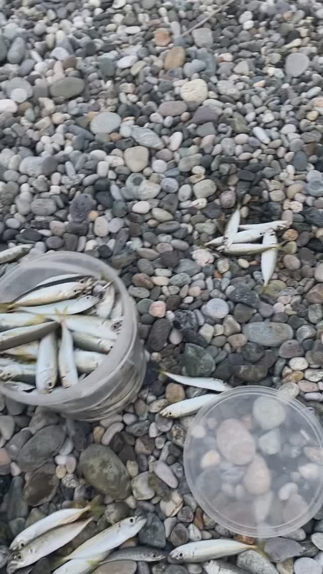 Абхазия . Рыбалка на море.