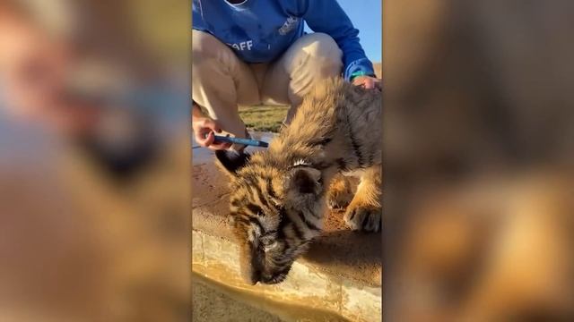 ЭТОТ_ДЕТЕНЫШ_СТАЛ_САМЫМ_ОПАСНЫМ_ЗВЕРЕМ,_НЕВЕРОЯТНЫЕ_ПРЕВРАЩЕНИЯ