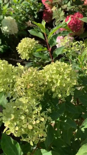 Perle d’festival#жемчужина фестиваля#гортензія #hydrangea #шортс