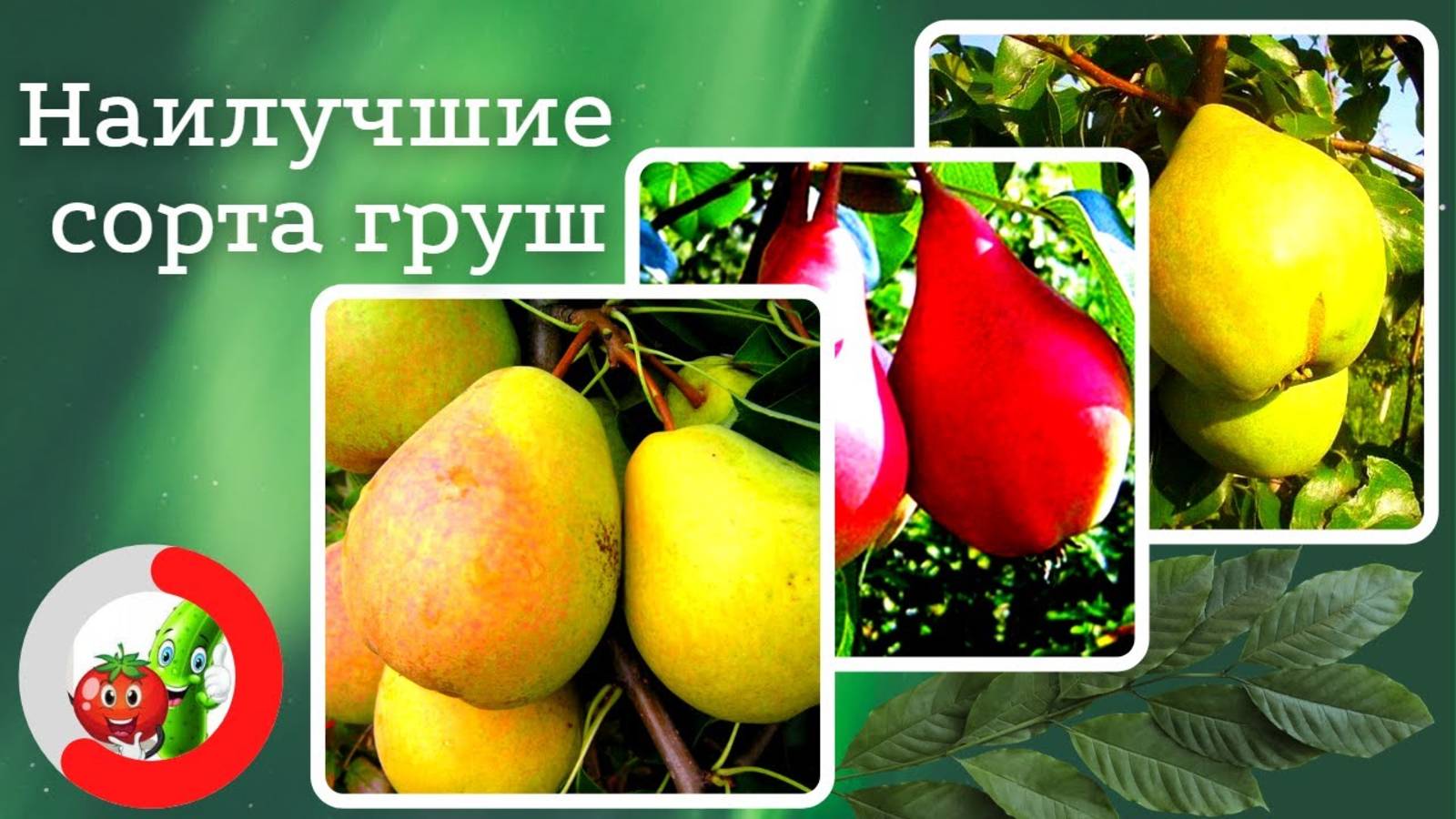 Самые лучшие сорта груш с изысканным вкусом