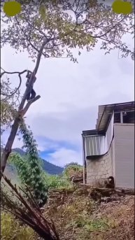 Dangerous to cut tree⧸⧸#youtubeshorts #trending #shortsviral #viralshort #tree #trend