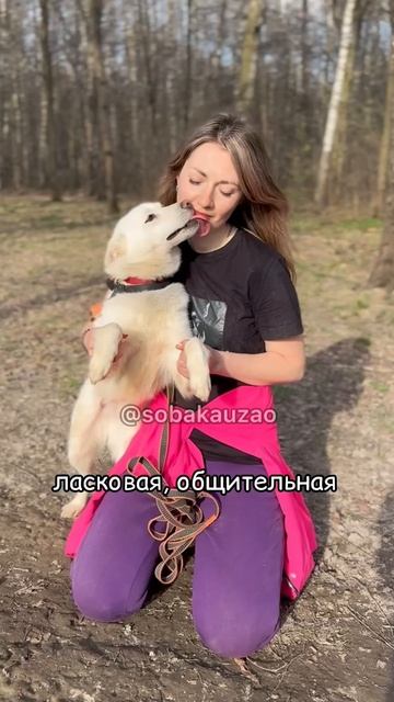 Луна из приюта ищет хозяев. Собака Юзао