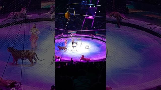 Элегантные тигры прыгают в Цирке на Вернадском