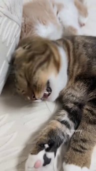 Feed medicine to a cat#kitten #funny #cat #kucing #pets #shorts #fyp