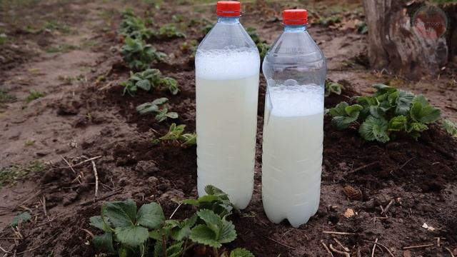 После затяжного холода дайте это клубнике и всем культурам в саду. Растения похорошеют на глазах!