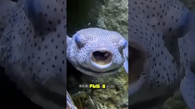 Чистяльщик ч.94 #panda #ржакадосліз #смех #animals #крінж #відеодня #memes #fishing