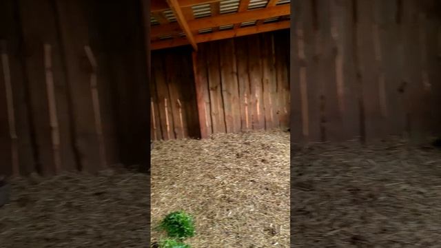 НОВОСТИ С ФЕРМЫ 13/05/2025🦆 Кто бы мог подумать, что мне привезут… гусей!