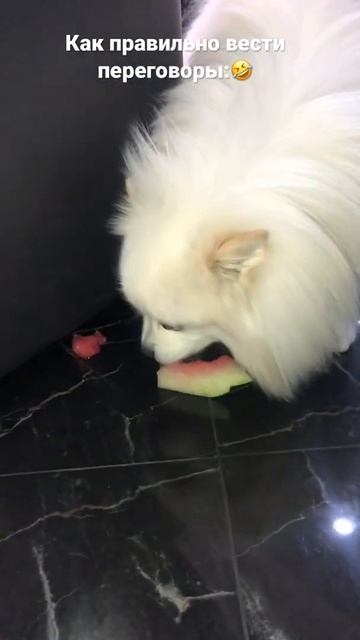 Как забрать шкурку у шпица:🤣😍🥳