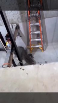Голубей и крыс в шахте видели не раз. Но аллигатор — это что-то новое! https://t.me/liftdoctor/3495
