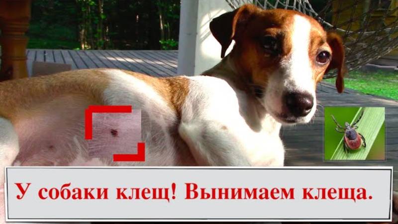 Вытаскиваем клеща у собаки. Как правильно удалить клеща у питомца - полная инструкция!