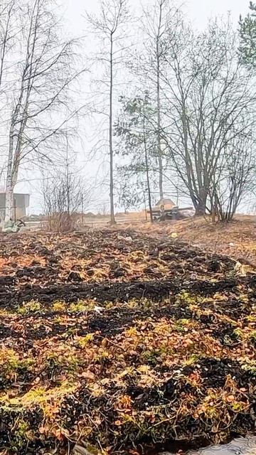 Гости на огороде!