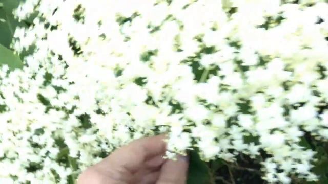 ЦВЕТЁТ БУЗИНА-СУПЕР ЯГОДА!