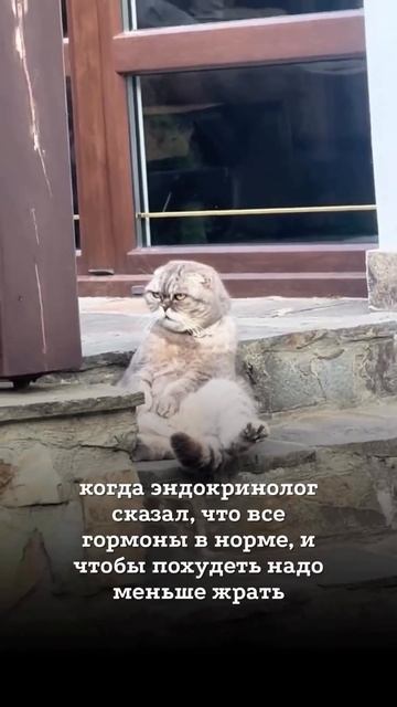 Когда ты все таки жирненький