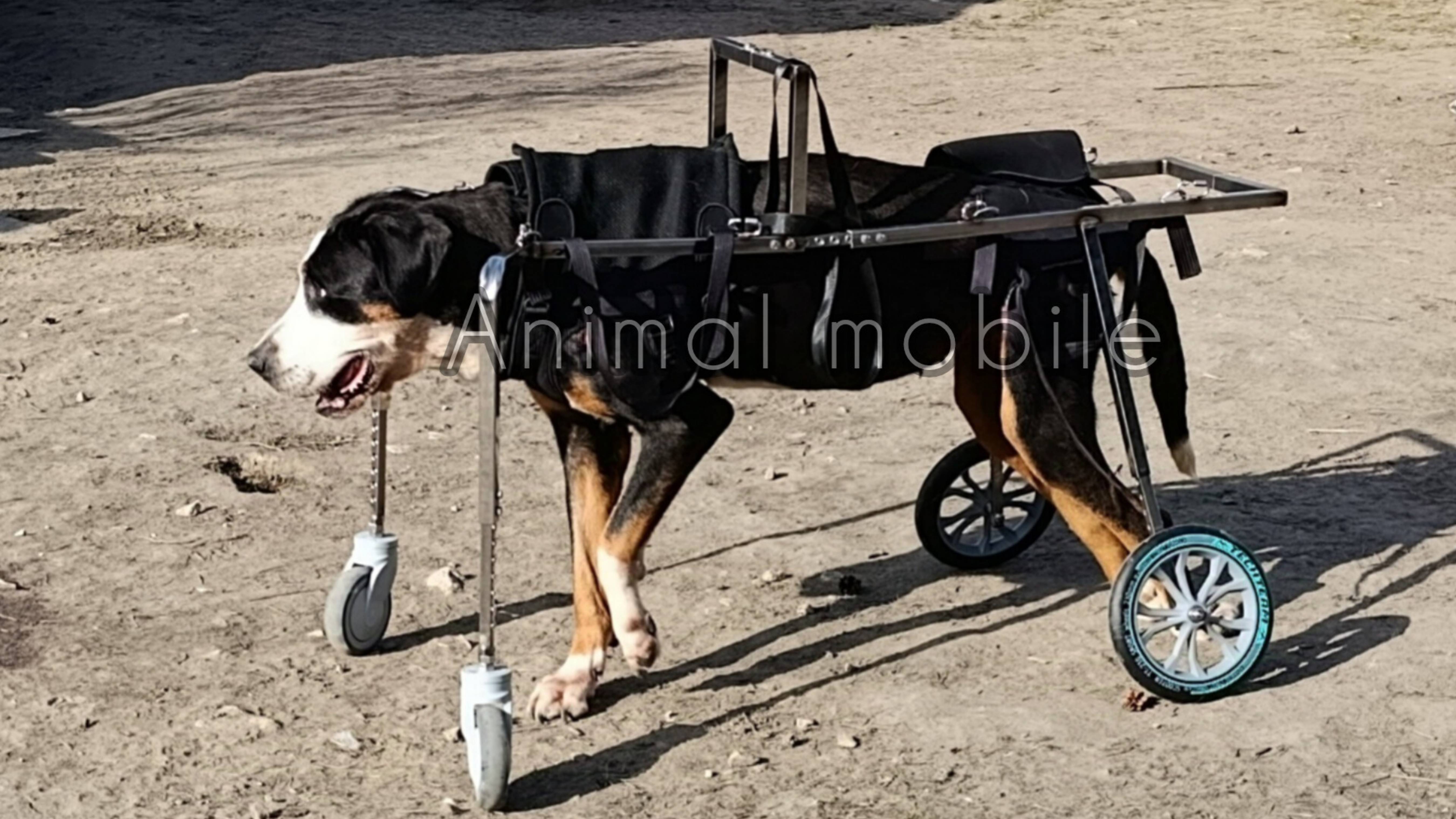 Четырехколесная коляска Animal mobile с нижней посадкой