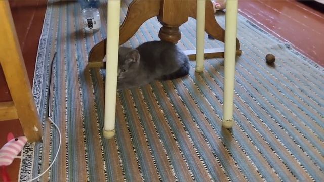 Котёнок Шайба боится фен