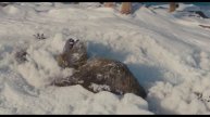 Муфаса: Король Лев | Финальный дублированный трейл?