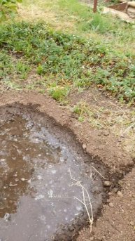 У нас дали первый полив