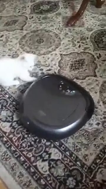 iClebo O5, black vs white. Белый против чёрного.