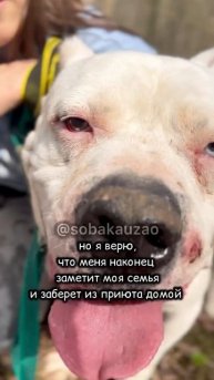Шанс из приюта ищет семью