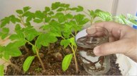 🍅💪 1 УДОБРЕНИЕ ДЛЯ РАССАДЫ ТОМАТОВ, ПЕРЦЕВ, ОГУРЦОВ — И ДАЖЕ ХИЛАЯ РАССАДА СТАНЕТ КРЕПЫШОМ! 💪🥒
