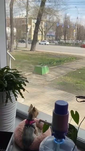 Девочка Евочка