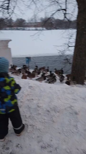 Утки на пруду.