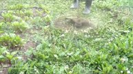 Чем могут быть полезны тропинки и дорожки в огороде и в саду