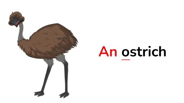 Articles in English for kids - A/AN