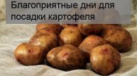 Благоприятные дни для посадки картофеля