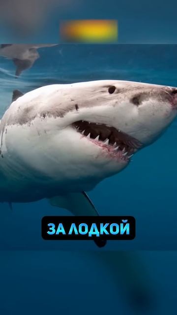 🌊🦈Встреча с Акулой Обернулась Для Рыбака Трагедией