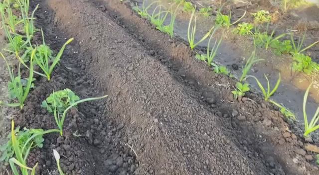 Свёклу посеяла сорт Пабло и Таунус. 11 мая 2025г