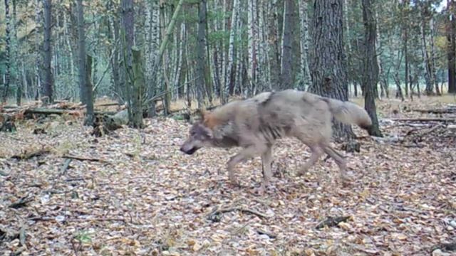 🐺🐺🐺🐺🐺 видео фотоловушки