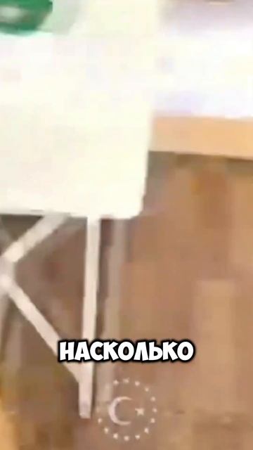 Мужчина принял волчью стаю к себе домой