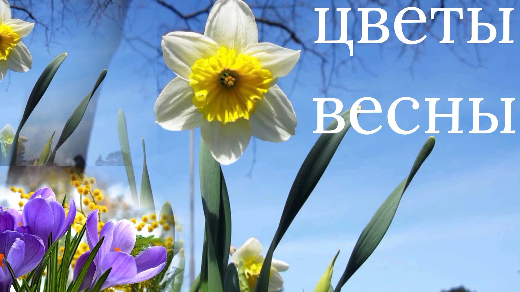 ЦВЕТЫ ВЕСНЫ. СЧАСТЛИВЫЕ ПЕРЕМЕНЫ.
