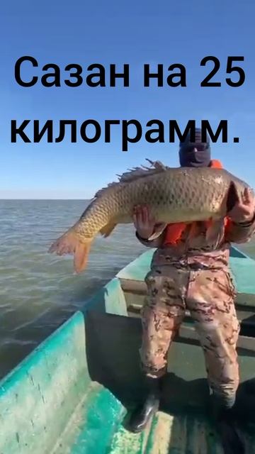 трофейный сазана на 25 килограмм.