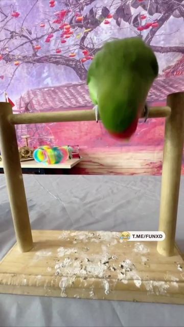 Умный попугай
