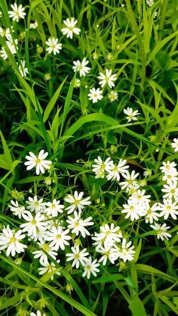 #ромашки #Daisies #flowers