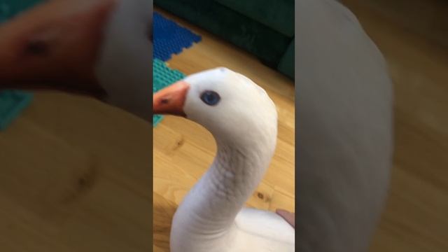 Ограбление лисы

Как всегда она сдохла😅😅